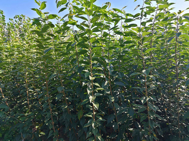 櫻花多少錢一棵?2020年櫻花樹價格行情