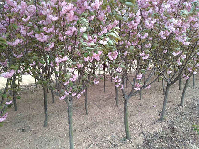 櫻花多少錢一棵?2020年櫻花樹價格行情