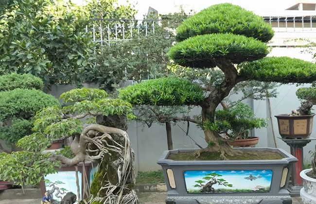 羅漢松種植前景好嗎?種植羅漢松經(jīng)濟(jì)效益