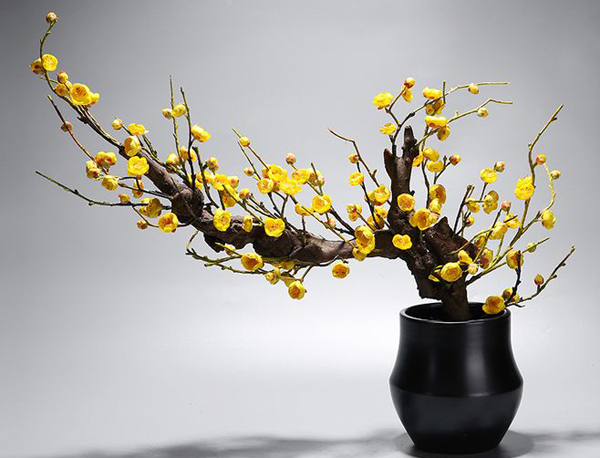 臘梅盆栽