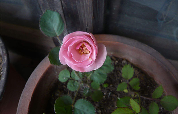 月季花4.jpg