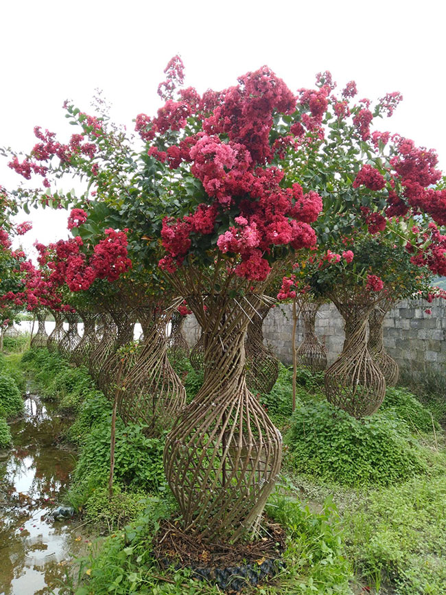 紫薇樹幾月份種植?紫薇的種植前景怎么樣?