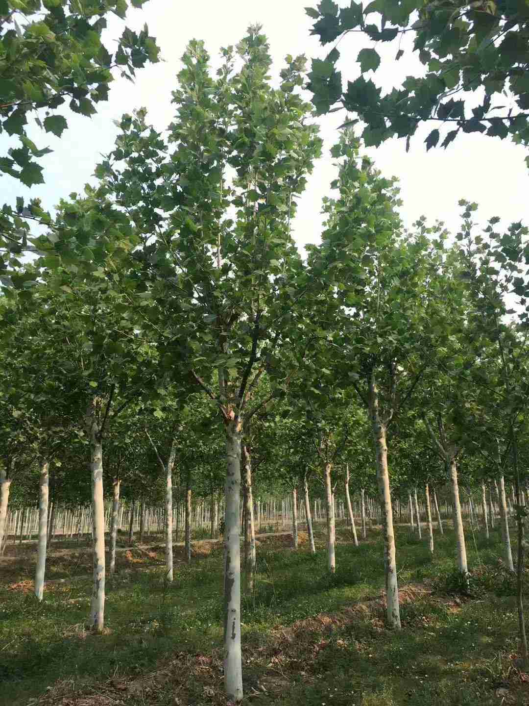 15公分法桐多少錢(qián) 基地20公分法桐價(jià)格圖片