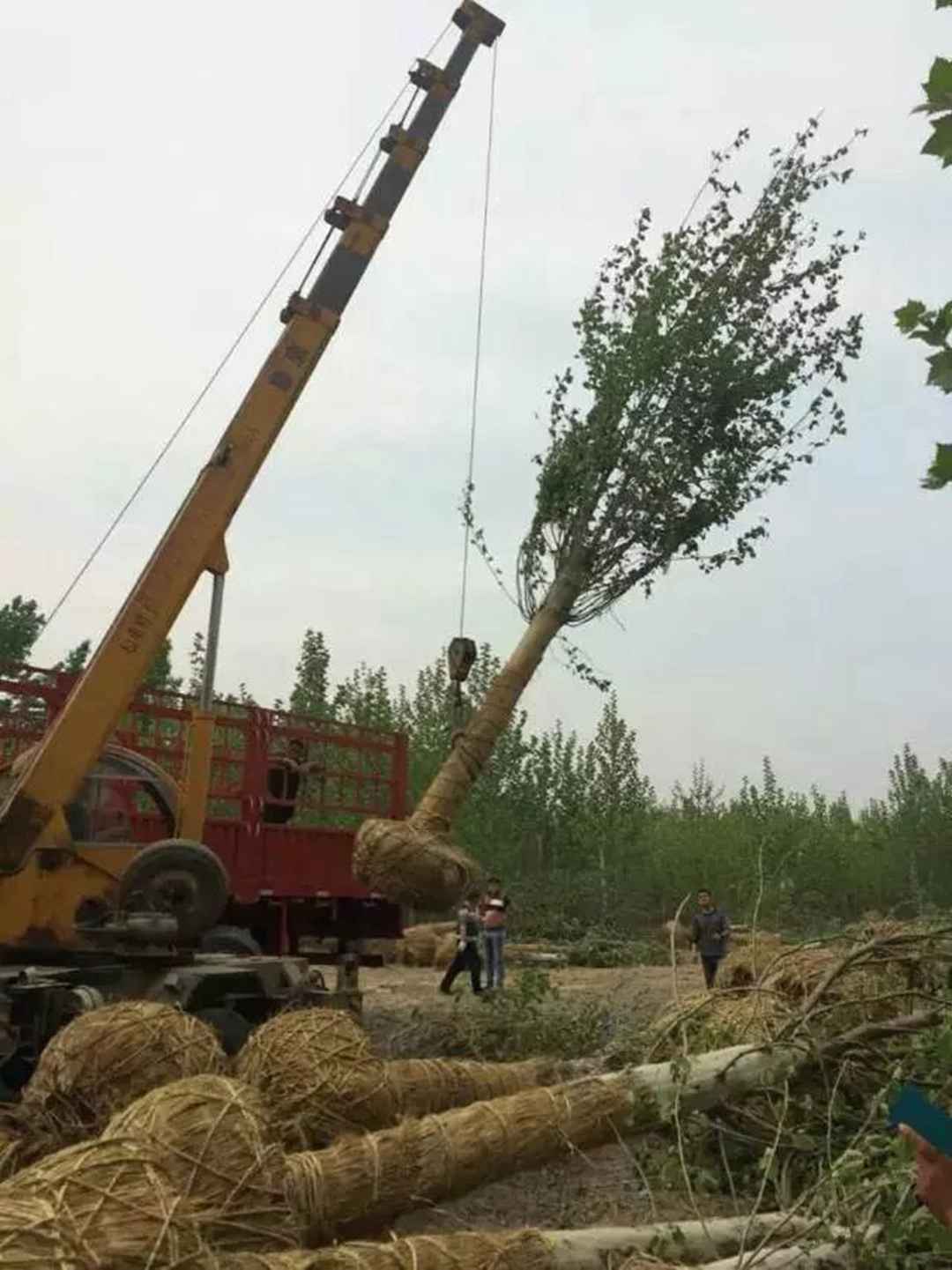 15公分法桐多少錢(qián) 基地20公分法桐價(jià)格圖片