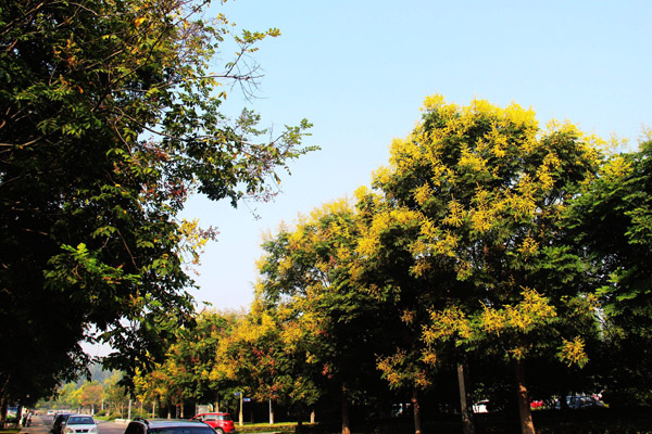 欒樹花