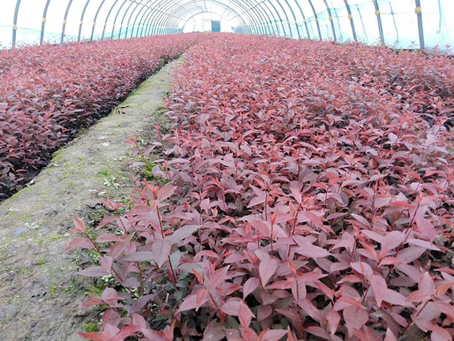 v紅葉李種植應注意什么?紅葉李種植時間及管理