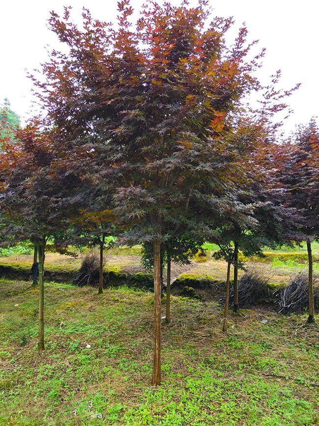 日本紅楓紅舞姬如何種植?日本紅舞姬繁殖方法