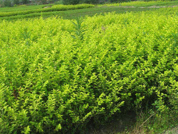 金葉女貞種植基地