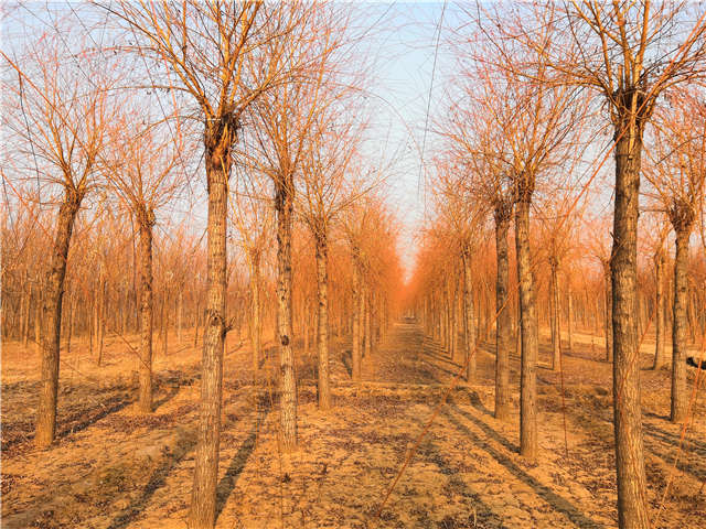 金絲垂柳照片種植基地實拍