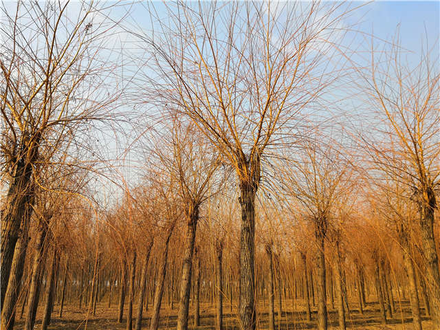 金絲垂柳照片種植基地實拍