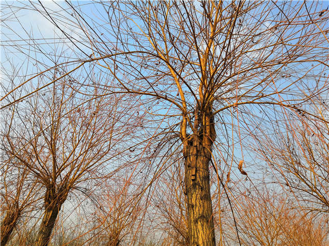 金絲垂柳照片種植基地實拍