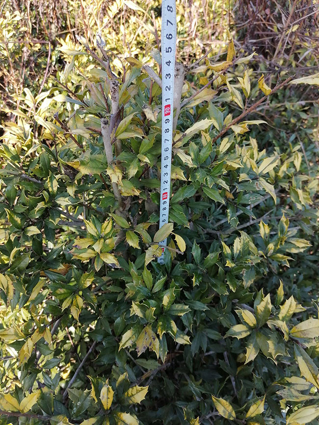 無刺枸骨怎么繁殖?無刺枸骨種子繁殖方法