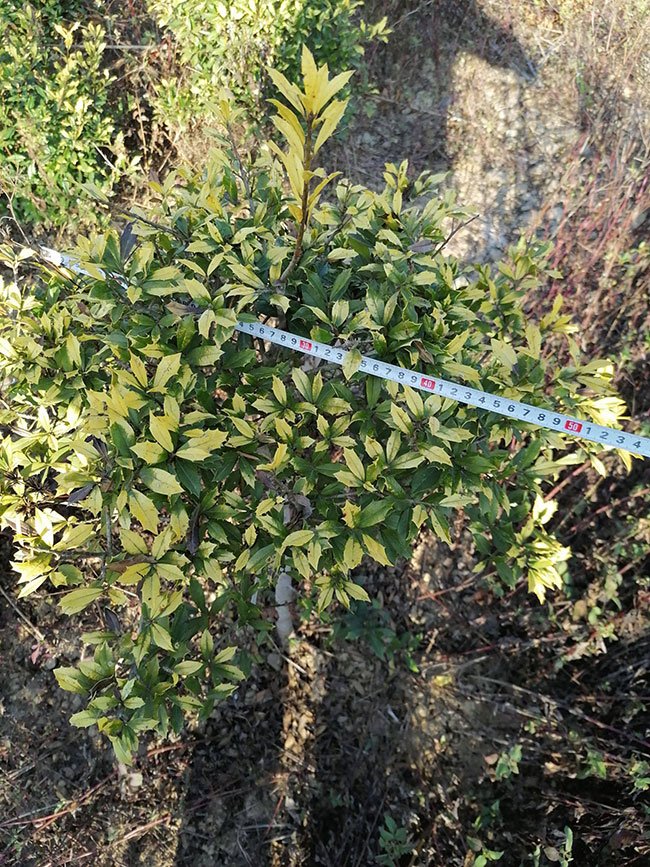 無刺枸骨怎么繁殖?無刺枸骨種子繁殖方法