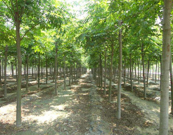 欒樹基地實(shí)拍