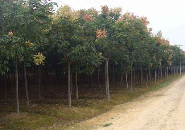 欒樹基地實(shí)拍