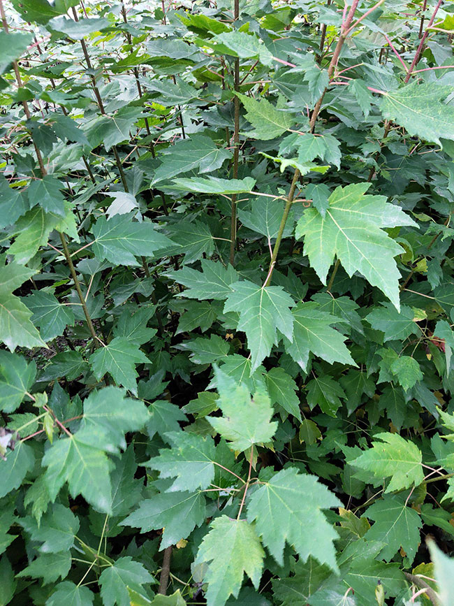 紅楓多少錢一棵?2020年楓樹苗價格最新行情預測