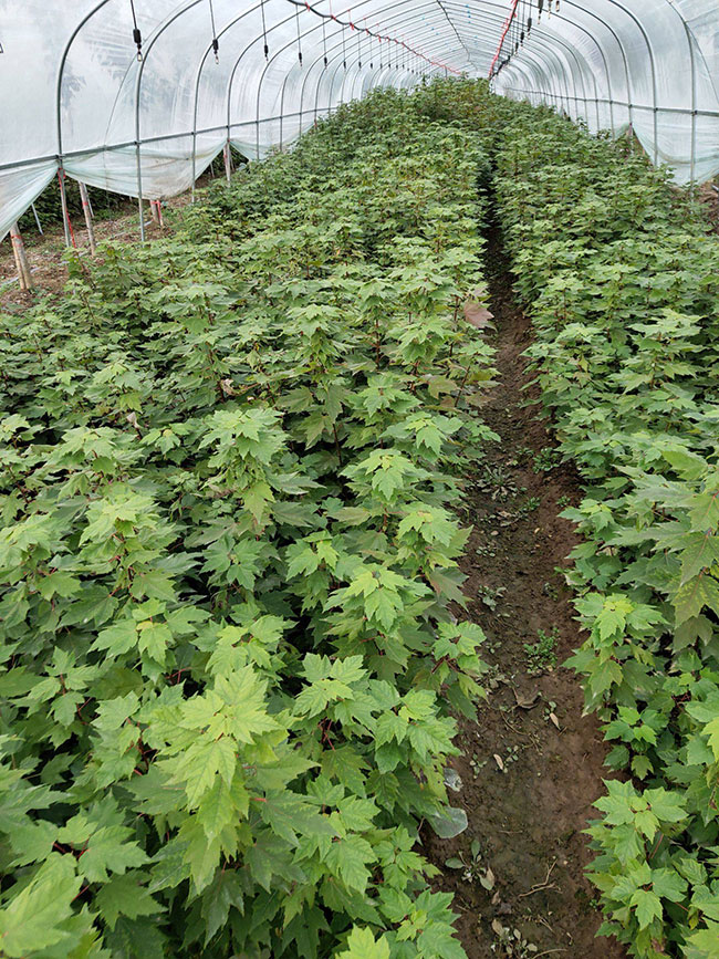 紅楓多少錢一棵?2020年楓樹苗價格最新行情預測