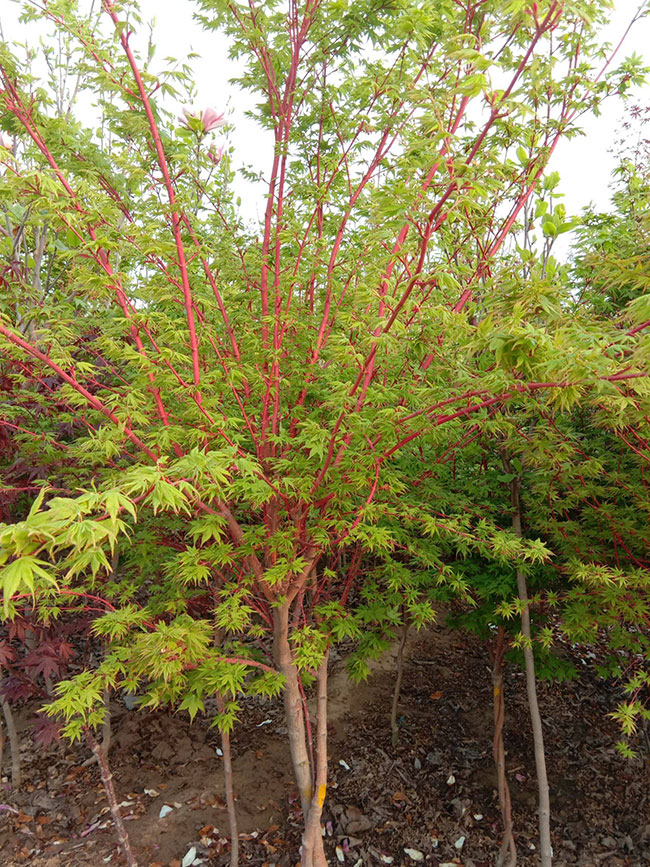 紅楓多少錢一棵?2020年紅楓價格最新行情預(yù)測