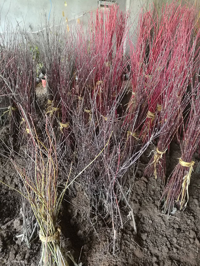 紅楓多少錢一棵?2020年紅楓價格最新行情預(yù)測