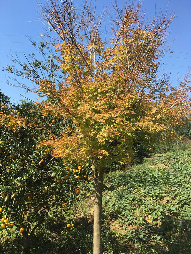 紅楓多少錢一棵?2020年紅楓價格最新行情預(yù)測