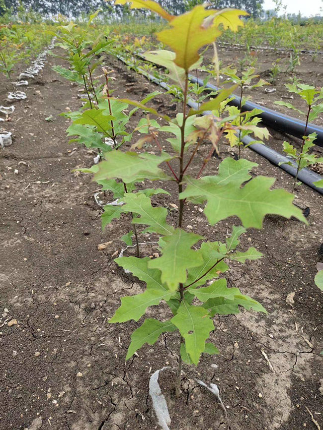 娜塔櫟種植前景如何?娜塔櫟種植方法