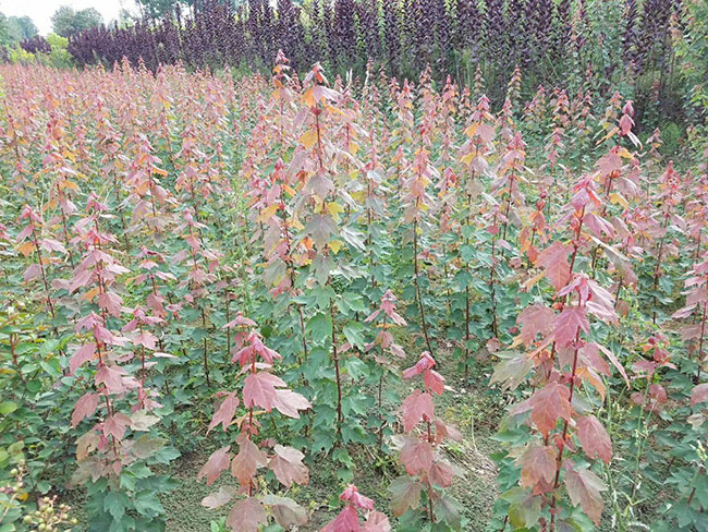 美國紅楓怎么扦插?美國紅楓扦插技術