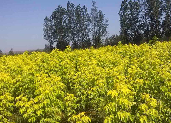 金葉復葉槭種植基地