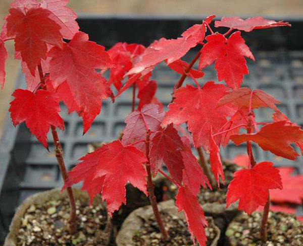 紅楓小苗
