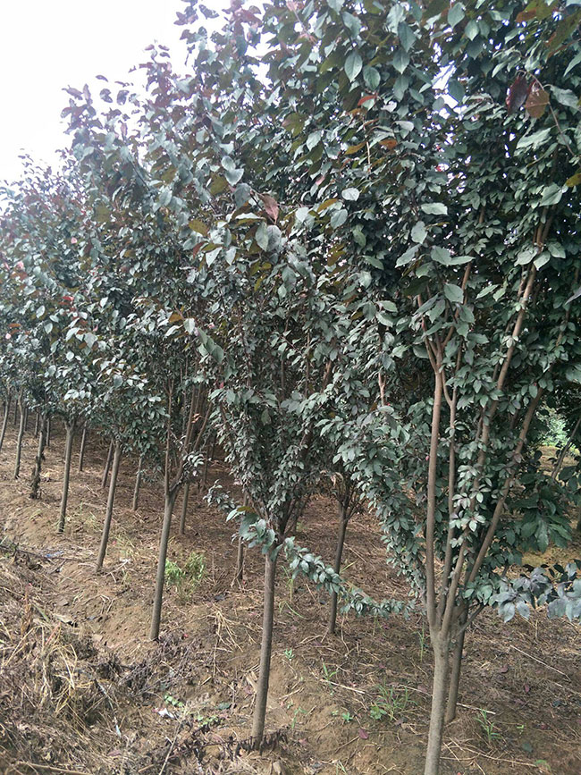 紅葉李什么時候移植好?紅葉李的移栽方法