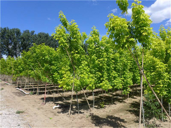 金葉復葉槭苗圃