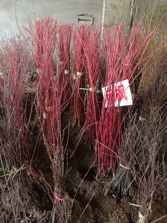 美國紅楓前景怎么樣?2020年種植美國紅楓秋火焰前景如何?