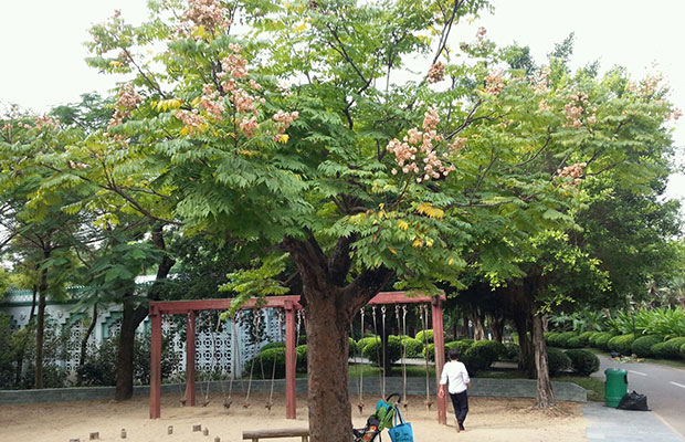 欒樹2.jpg