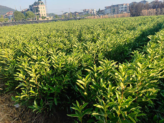 法國冬青價格多少錢一棵?法國冬青的種植方法