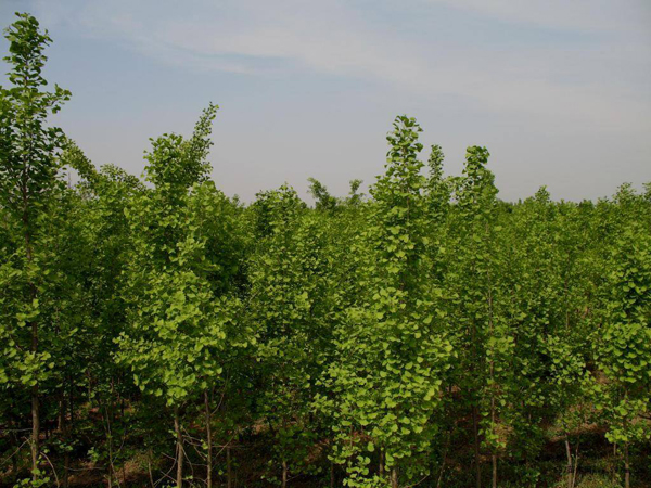 銀杏樹(shù)價(jià)格多少錢一棵