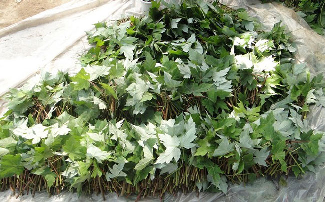 紅楓樹多少錢一棵?2020年美國紅楓樹小苗價格表