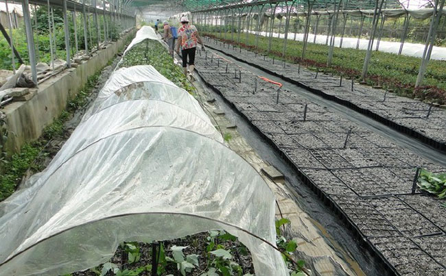 紅楓樹多少錢一棵?2020年美國紅楓樹小苗價格表