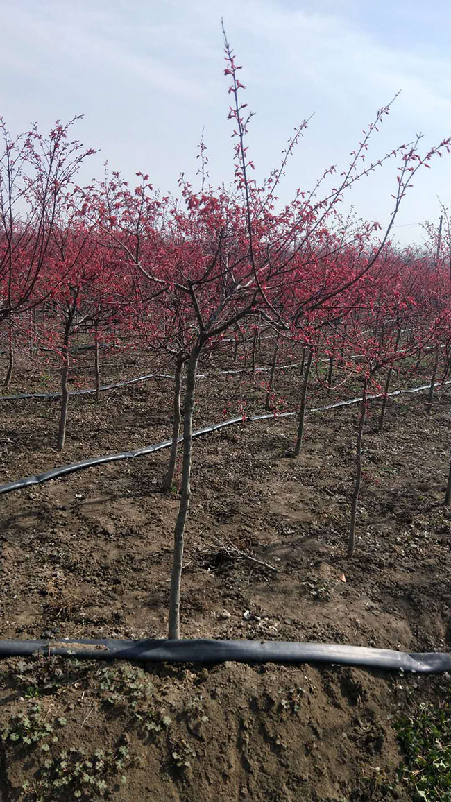 紅楓樹多少錢一棵?2020年美國紅楓樹小苗價格表