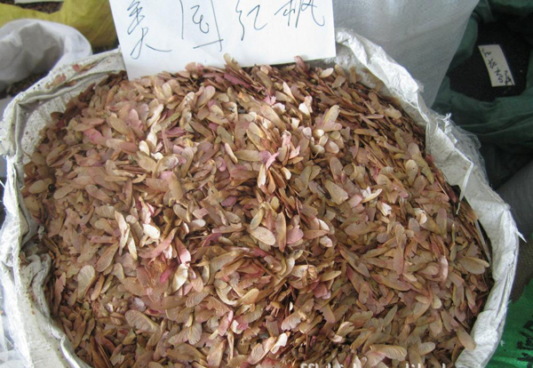 美國紅楓種子