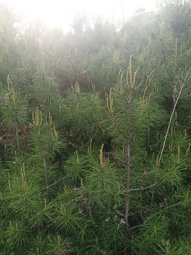 白皮松針葉發黃怎么辦?白皮松針葉發黃原因及解決方法
