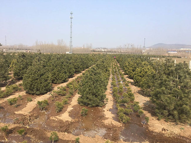 白皮松價格多少錢一棵?2020年白皮松小樹苗價格行情