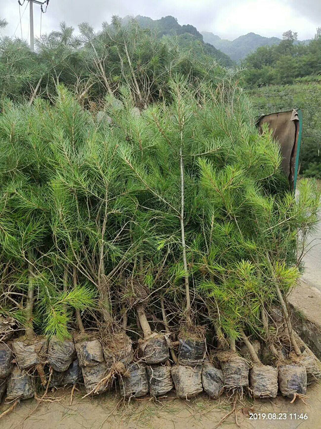 白皮松價格多少錢一棵?2020年白皮松小樹苗價格行情