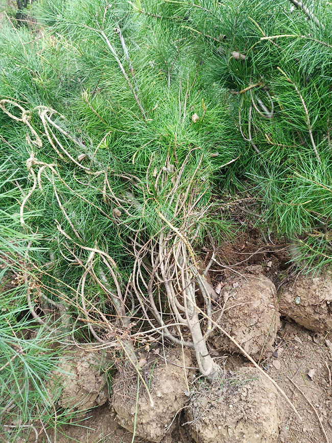 白皮松價格多少錢一棵?2020年白皮松小樹苗價格行情