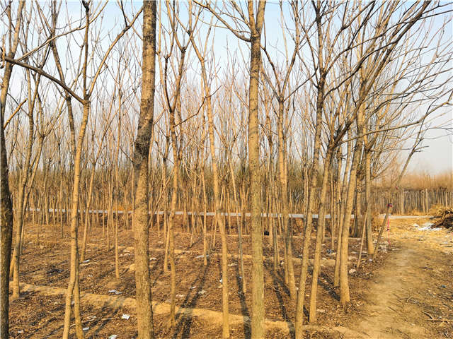 臭椿種植基地實拍