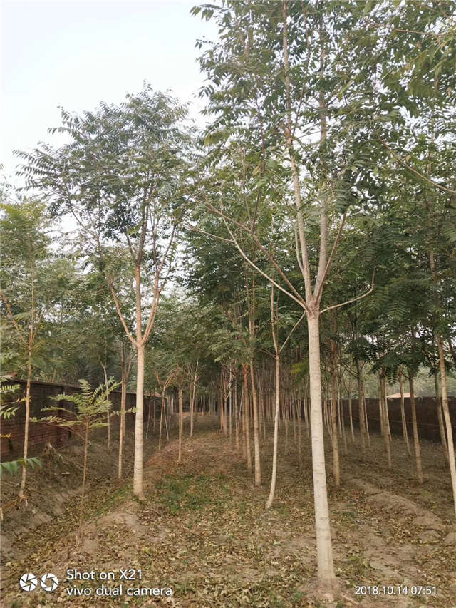 臭椿種植基地實拍
