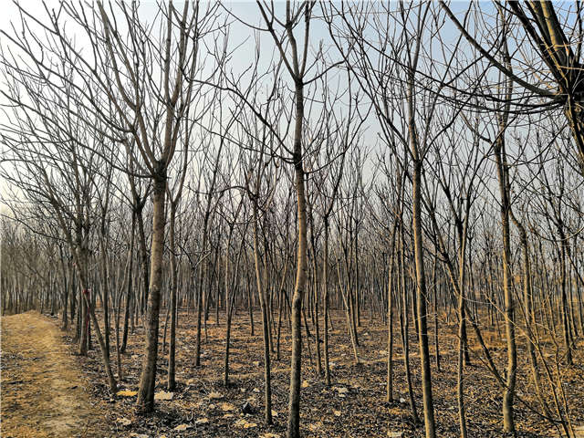 臭椿種植基地實拍