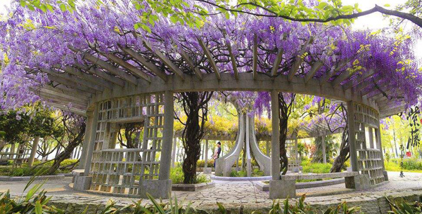 紫藤樹