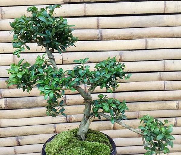 龜甲冬青盆景
