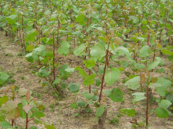 楊樹多少錢一棵?楊樹能活多少年?