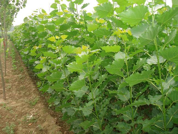 楊樹多少錢一棵?楊樹能活多少年?