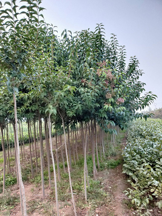 15公分大葉女貞價格多少錢？2020年最新大葉女貞價格